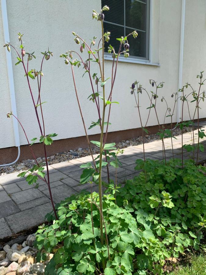 Studiovy Apartman V Zahrade Police nad Metují Eksteriør bilde